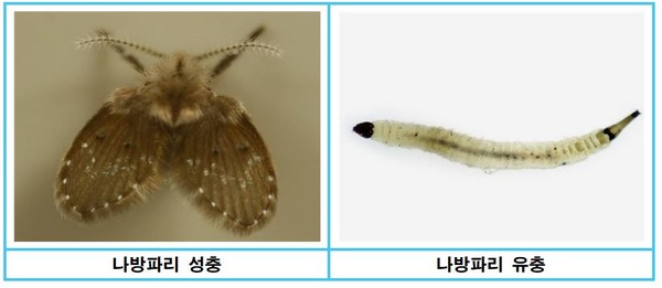 춘천 수돗물 유충은 '나방파리류' 및 '실지렁이'… 춘천 수돗물 유충은 '나방파리류' 및 '실지렁이'…
